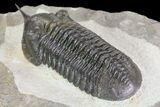 Morocconites Trilobite Fossil - Morocco (Reduced Price #85551-3